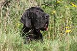 DOGUE ALLEMAND 164